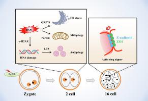 Propylparaben disrupts early embryonic development by causing oxidative stress-induced organelle dysfunction and actin zipper abnormality