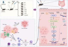Zhenqi Fuzheng Granule targets the SCFAs-GPR109A axis to enhance PD-1 antibody efficacy via immunometabolic remodeling in colorectal cancer