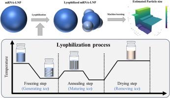 Evaluating the impact of lyophilization process parameters on mRNA encapsulated lipid nanoparticles using machine learning