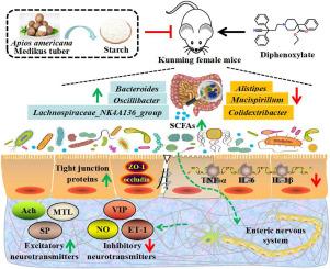 Apios americana Medikus tuber starch alleviates diphenoxylate-induced constipation by modulating neurotransmitters and gut microbiota in mice