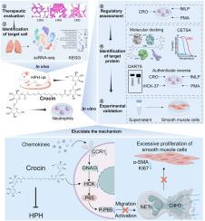 Crocin inhibits neutrophil migration and activation to treat hypoxic pulmonary hypertension through targeting HCK