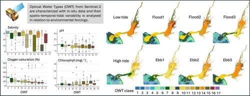 Can optical water types be used as ecological indicators? Insights from a temperate estuary
