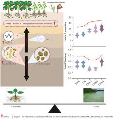 Phosphorus availability-leaching trade-offs under long-term organic substitution: Synergistic microbial activation and adsorption capacity decline