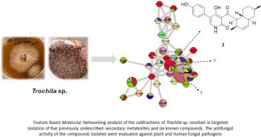Bioactive specialized metabolites of Trochila sp., an endophytic fungus of Lilium carniolicum