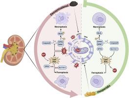 Hesperidin mitigates deoxynivalenol-induced renal ferroptosis and necroptosis by regulating VDAC3