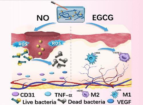 EGCG Metal–Polyphenol Frameworks for Controlling Nitric Oxide Release in the Treatment of MRSA-Infected Wounds