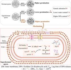 Effect of heat activation on the germination of superdormant Clostridium perfringens spores: A requirement for elevated temperature