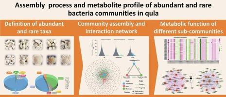 Exploring the rare and abundant bacterial community structures and their metabolic differences in various types of qula cheese