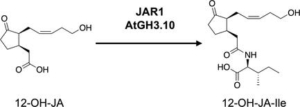 AtGH3.10 and JAR1 Produce 12-Hydroxyjasmonoyl-l-isoleucine from 12-Hydroxyjasmonic Acid in Arabidopsis thaliana