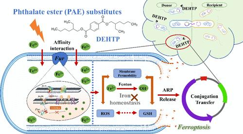 Novel Substitutes of Phthalate Esters (PAEs) Promote the Propagation of Antibiotic Resistance Genes via Ferroptosis: Implication for the Environmental Safety Evaluation of PAE Substitutes