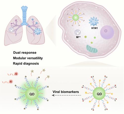 A Dual-Response Quantum Dot Biosensor for Viral Protease and Nucleic Acid Detection