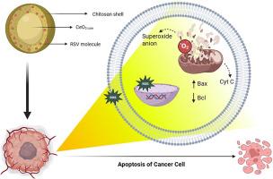 Mitochondrial targeting and ROS modulation study by Trans-resveratrol loaded chitosan-coated green synthesized CeO₂ nanoparticles against Triple-negative breast cancer cell lines
