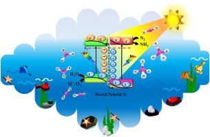 Synergistic effect of nitrogen-vacancy generation and S-doping within g-C3N4: S-scheme homojunction photocatalysts for effectual NH3 production upon simulated solar light