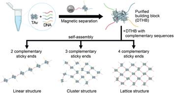 Engineering versatile supramolecular structures with tetravalent DNA-traptavidin building blocks