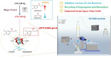 Breaking through acetone inhibition: integrated protein engineering and bioreactor design for sustainable chiral aryl alcohol synthesis