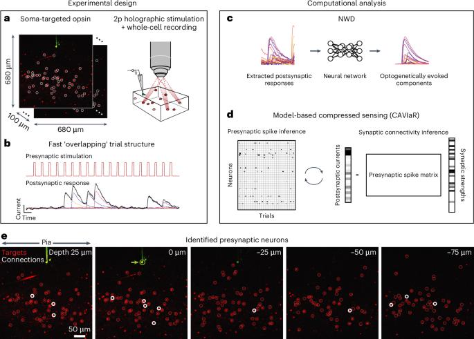 Rapid learning of neural circuitry from holographic ensemble stimulation enabled by model-based compressed sensing