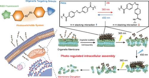 Photoregulated Assembly–Disassembly Dynamics of Interfering with Organelle Membrane Integrity