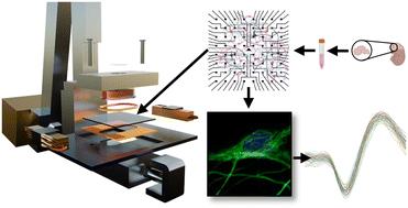 Concussive injuries induce neuronal stress-dependent tau mislocalization to dendritic spines with acrolein and functional network alteration in TBI-on-a-chip