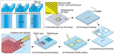 Topographic cues regulate collective cell dynamics in curved nano/microgrooved tubular microchannels