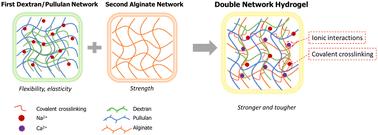 Double-network polysaccharide hydrogel for guided tissue repair†