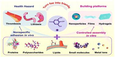 Polyphenol -based controllable assembly platforms for reducing the risk of nonspecific adhesion in vivo for cancer therapy