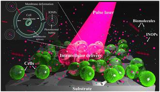 Microfluidic synthesis of iron oxide nanoparticles for highly efficient intracellular delivery in stem cells and cancer cells