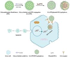 Glycyrrhetinic acid functionalized polyamidoamine dendrimers for targeted gene delivery in liver cancer