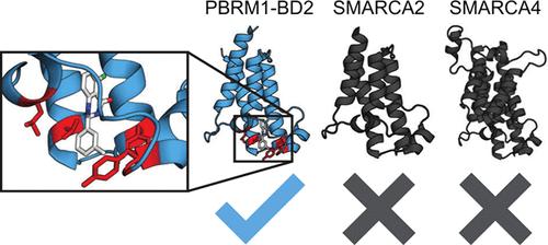 Polybromo-1 Bromodomain Inhibitor Selectivity Is Mediated by a Unique Ligand-Binding Pocket