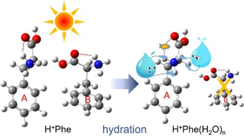 Structural Evolution of Protonated Phenylalanine Induced by Stepwise Hydration