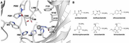Human Carbonic Anhydrase Inhibitors