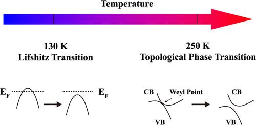 Probing Lifshitz Shift and Topological Phase Transition of MoTe2 with Photoemission in Momentum and Real Space