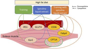Spirulina liquid extract regulates gene expression related to glucose and lipid metabolisms of soleus muscle during exercise training in young male Wistar rats fed a high-fat diet