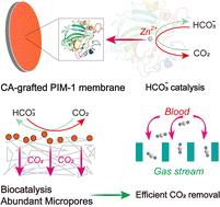 Polymers of intrinsic microporosity (PIMs) with immobilized carbonic anhydrase (CA) for extracorporeal membrane oxygenation