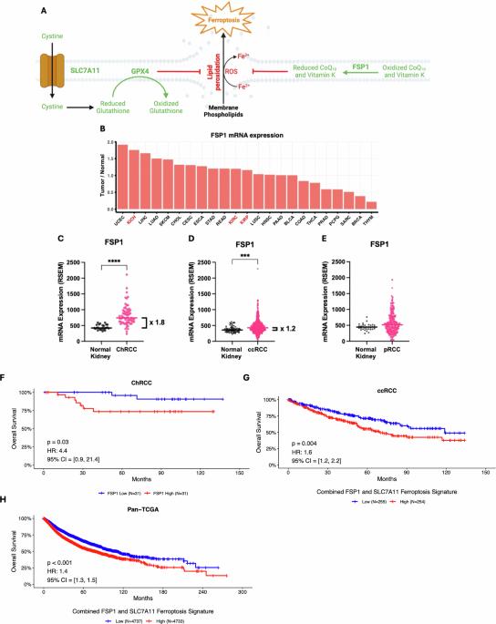 Targeting FSP1 to induce ferroptosis in chromophobe renal cell carcinoma
