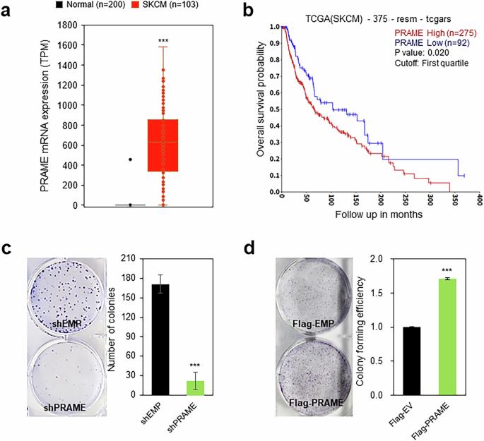 Tumor antigen PRAME promotes melanoma growth by inactivating p53 through the SIRT1-DBC1 axis
