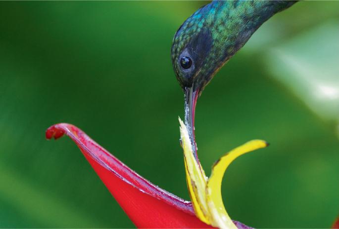 Heliconia tortuosa