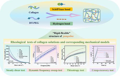 Experimental and Modeling Assessment on the Rheological Behavior of Collagen Solutions Modified by Dibenzaldehyde-Terminated Polyethylene Glycol with Different Molecular Weights