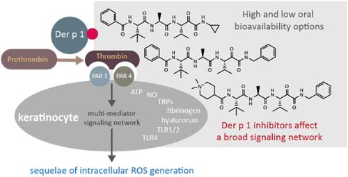 Catalytic Site Inhibitors of Group 1 Allergens Prevent Toll-like Receptor (TLR)4- and TLR1/2-Dependent Innate Responses in Keratinocytes and Airway Epithelial Cells Exposed to House Dust Mite Allergenic Extract