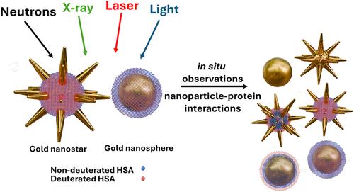SANS/SAXS Study to Unravel the Protein Corona Dynamics Using Deuterated Human Serum Albumin Interactions with Plasmonic Au Nanostructures