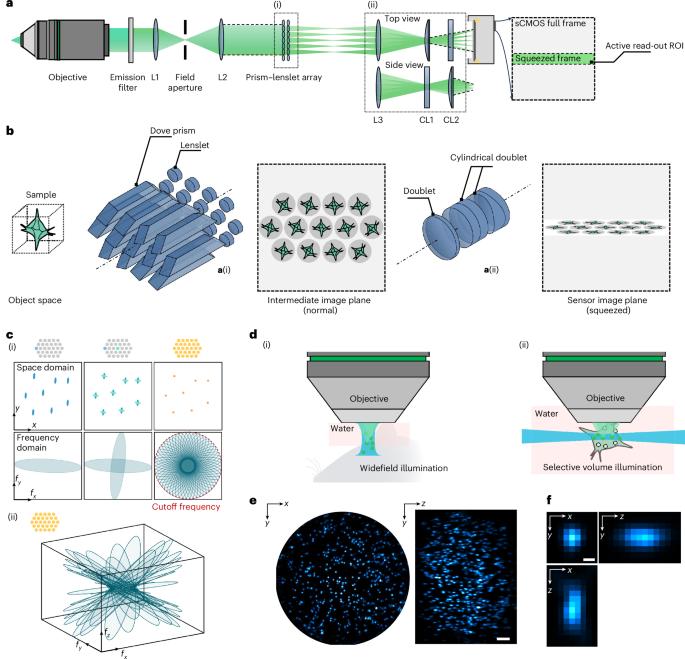 Kilohertz volumetric imaging of in vivo dynamics using squeezed light field microscopy
