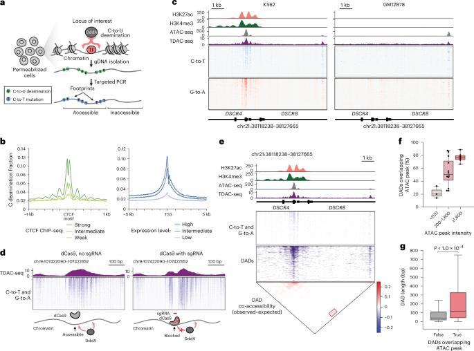 Coupling CRISPR scanning with targeted chromatin accessibility profiling using a double-stranded DNA deaminase
