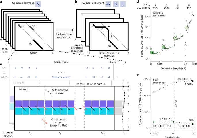 GPU-accelerated homology search with MMseqs2