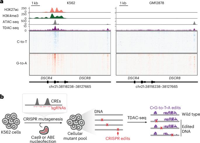 Joint profiling of chromatin accessibility and CRISPR edits via double-stranded DNA deaminases