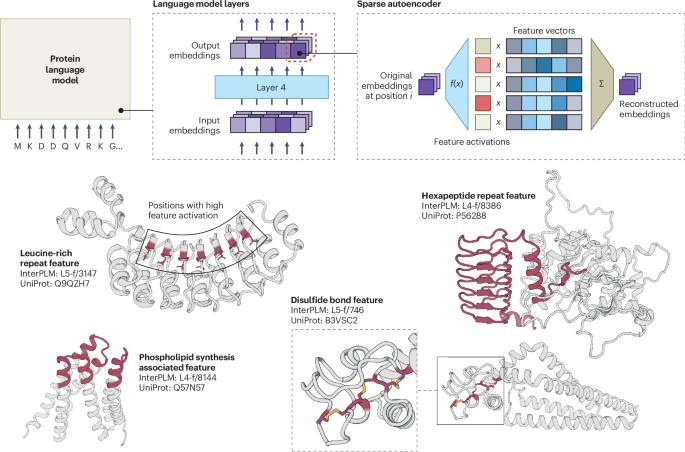 What does a language model know about proteins?