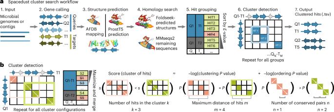 De novo discovery of conserved gene clusters in microbial genomes with Spacedust