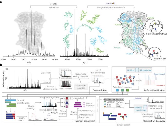 Uncovering hidden protein modifications with native top-down mass spectrometry