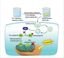 4HPR nanoformulation regulates MAPKAPK3/3pK signaling to control Bax phosphorylation and mitochondrial translocation to execute apoptosis in neuroblastoma