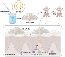 A transdermal drug delivery system based on estradiol liposomes enhances the alleviation of psoriatic skin inflammation