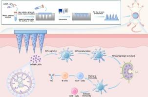 Development of a dissolving microneedle patch for transdermal delivery of SARS-CoV-2 mRNA vaccine with enhanced stability and immunogenicity