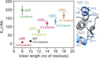 Linker Length and Composition within Disordered Binding Motifs Modulates the Avidity and Reversibility of a Multivalent Protein Interaction Switch